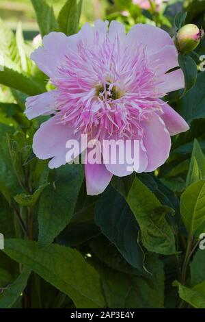 Gros plan d'une fleur rose de Paeonia - pivoine tard ressort Banque D'Images