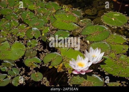 Gros plan de deux Nymphaea blancs et jaunes - nénuphars surface de l'étang à la fin du printemps Banque D'Images