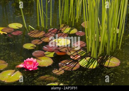 Nymphaea rose - fleur de nénuphars et typha minima - Chatons nains dans l'étang en été Banque D'Images