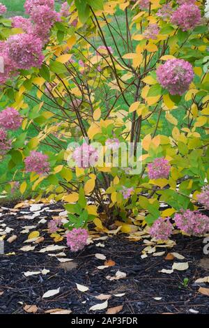 Gros plan de fleurs d'Hydrangea paniculata roses en bordure de paillis noir en jardin à l'automne Banque D'Images