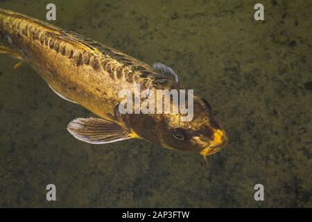 Gros plan d'un Cyprinus carpio jaune doré - poisson Koi japonais dans un étang dans un jardin japonais en été Banque D'Images