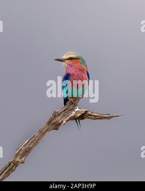 Portrait d'un Lilac Breasted sur une branche avec un ciel gris/contexte en Tanzanie, Afrique. . Banque D'Images