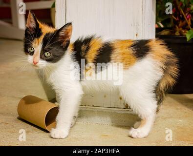 Citrouille, un six semaines chaton calico, se dresse sur un porche, Novembre 11, 2014, dans Coden, Alabama. Elle a été jugée comme un errant et secouru. Banque D'Images