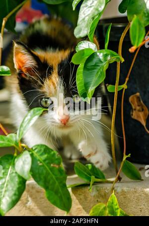 Citrouille, un six semaines chaton calico, joue avec un mandevilla vine, Novembre 11, 2014, dans la région de Coden, Alabama. Elle a été jugée comme un errant et secouru. Banque D'Images