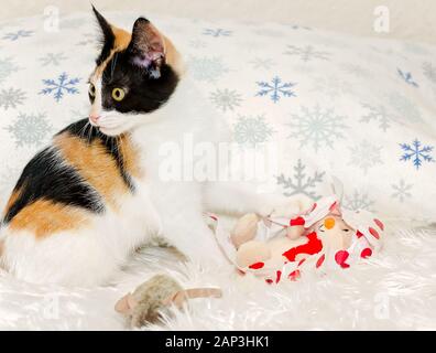 Citrouille, un trois mois chaton calico, déroule une peluche jouet de Noël, 26 Décembre, 2014, dans Coden, Alabama. Banque D'Images