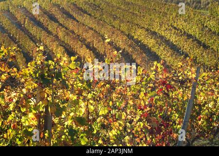 Vue sur les vignobles des Langhe Monferrato Roero, UNESCO World Heritage en Piémont, Italie. Banque D'Images