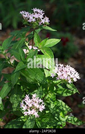 Pentas lanceolata, communément appelé Egyptian starcluster. Banque D'Images