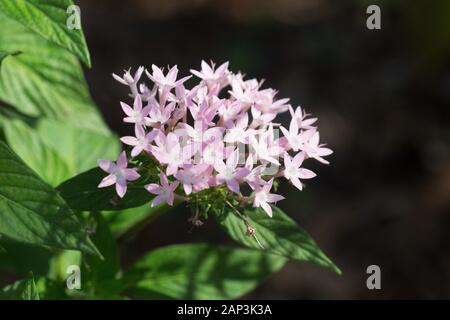 Pentas lanceolata, communément appelé Egyptian starcluster. Banque D'Images