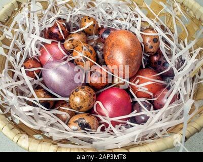 Poulet et peint des oeufs de cailles dans un panier Banque D'Images