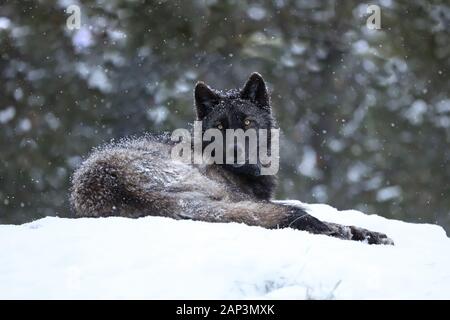 Un lupus noir gris loup s'est posé dans la chute de neige en captivité à West Yellowstone, Montana et regardant dans la caméra avec des yeux jaunes Banque D'Images