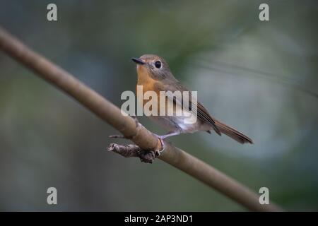 Le blue hill (femelle) (Lacedo whitei) est une espèce de passereau de la famille Muscicapidae. Il se trouve dans le sud de la Chine et en Asie du sud-est. Banque D'Images