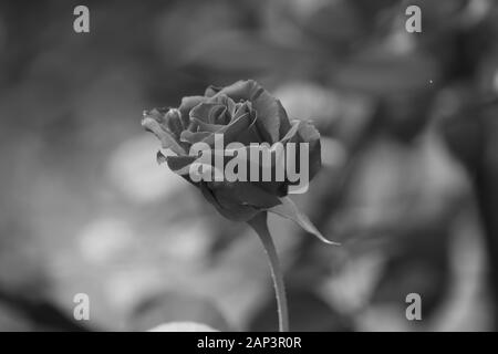 Black et White Rose close up belle macro photo Banque D'Images