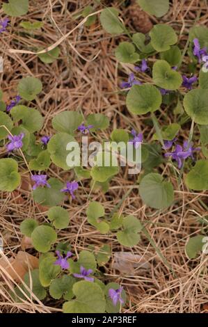 Belle fleur de pansy sauvage violette de printemps dans la forêt Banque D'Images