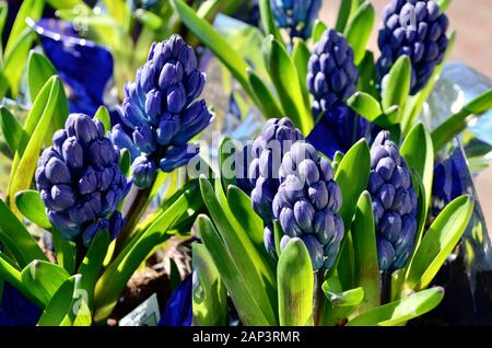 Gros plan des boutons de fleur de jacinthe violette. (Jacinthus) Banque D'Images