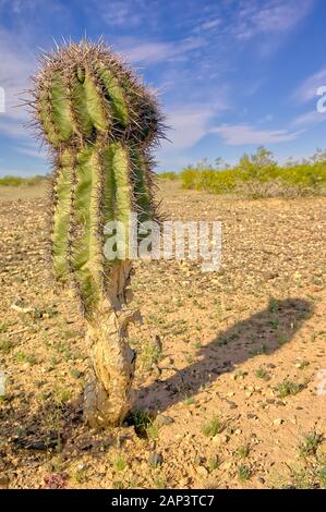 Un petit Saguaro Cactus originaire de l'Arizona qui a été à moitié mangé par les rongeurs. La plupart du temps, le cactus ne résiste pas à ce genre de dommages. Banque D'Images