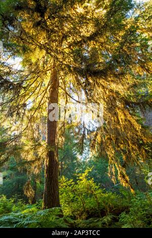 Tôt le matin, la lumière se faufiler à travers les arbres moussus pour allumer les branches d'un sapin de Douglas, le Parc National Olympique, Hoh River Trail, Washingto Banque D'Images