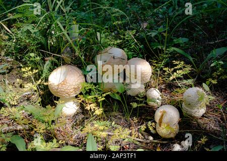 Amanita cf. Pantherinoides. Les champignons du Western Panther Cap se trouvaient sur Frogmares, dans la nature sauvage Anaconda Pintler du comté de Granite, Montana. Banque D'Images