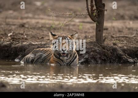 Tigre mâle sauvage de se rafraîchir dans l'eau pendant la saison d'été au parc national de Ranthambore ou tiger reserve, Rajasthan, Inde - Panthera tigris Banque D'Images