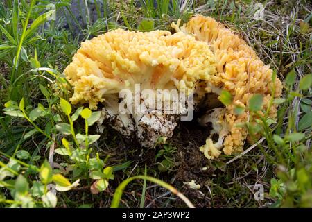 Ramaria sp. Champignons moral jaune trouvé sur Frogponds, dans l'Anaconda Pintler Désert de granit du Mont-cenis. Très probablement R. aurea, R. fl Banque D'Images