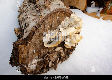 Trichaptum biforme. De plus, les spécimens moins colorée de violet-Polypore crantée, poussant sur l'extrémité de coupe d'un bouleau à papier journal. Troy, Montana. Synonymes o Banque D'Images