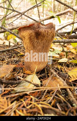 Turbinellus floccosus. Une Morille laineux croissant dans une zone boisée près de Spring Creek, dans le comté de Lincoln, au Montana. Ce champignon est communément du voyant Banque D'Images