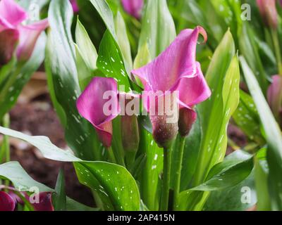 Bouquet de gros plan d'une fleur tropicale d'Anthurium fraîche et naturelle colorée, sélectionnez Focus faible profondeur de champ Banque D'Images