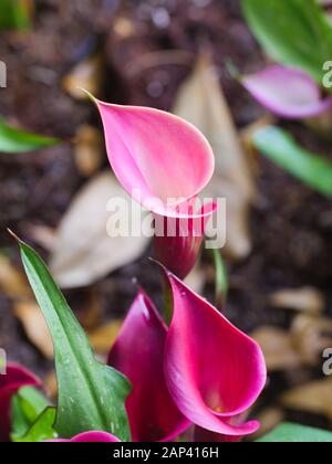Bouquet de gros plan d'une fleur tropicale d'Anthurium fraîche et naturelle colorée, sélectionnez Focus faible profondeur de champ Banque D'Images