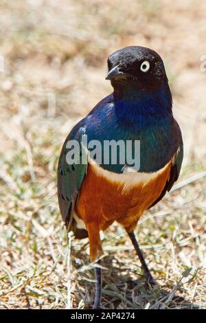 Superbe Starling (Lamprotornis superbus), Masai Mara, Kenya. Banque D'Images