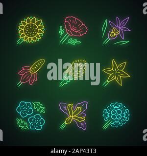 Fleurs sauvages neon light icons set. L'Helianthus, pavot de Californie, Calypso orchid, liatris, star commun lily, les yeux bleus, douglas iris, wallfl franciscaine Illustration de Vecteur