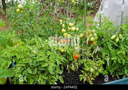 Les plants de tomates qui se sont enfilés poussent et mûrissent sur la vigne à l'extérieur en été dans un lit surélevé dans le jardin national anglais Royaume-Uni Banque D'Images