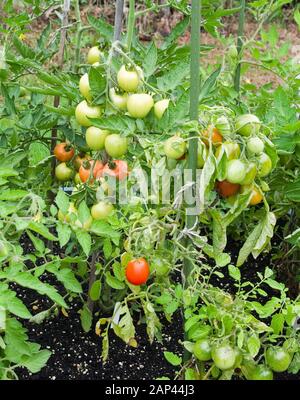 Gros plan des tomates Mountain Magic poussant et mûrissant en dehors de l'été dans le jardin national anglais Royaume-Uni. Banque D'Images