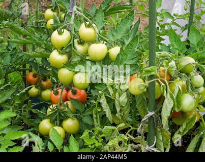 Gros plan des tomates Mountain Magic poussant et mûrissant en dehors de l'été dans le jardin national anglais Royaume-Uni. Banque D'Images