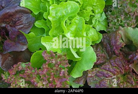 Gros plan de jeunes plants de laitue assortis qui poussent à l'extérieur au début de l'été dans un jardin national anglais, au Royaume-Uni Banque D'Images