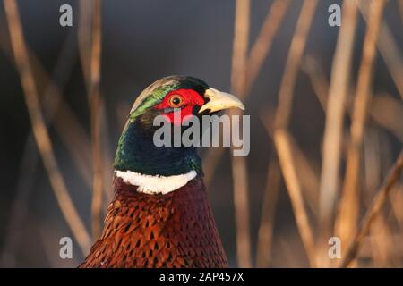 Une photo de tête d'un superbe mâle Pheasant, Phasianus colchicus, se nourrissant au bord d'un champ. Banque D'Images