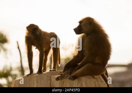 Deux babouons sur un rocher, deux magnifiques singes se regardent l'un l'autre Banque D'Images