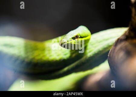 Serpent de vigne vert ou serpent plat, Oxybelis fulgidus, animal venimeux, faune Banque D'Images