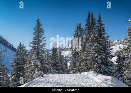 Pittoresque voie d'hiver menant à travers les bois sur un matin ensoleillé et givré. Banque D'Images