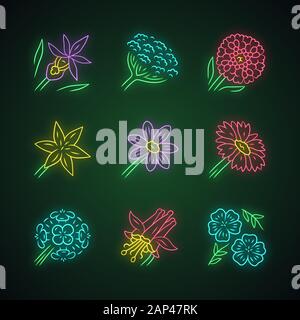 Fleurs sauvages neon light icons set. Orchid, la berce laineuse, Thlaspi, star lily, coreopsis, giroflée, franciscain columbine crimson, bleu, couverture Illustration de Vecteur