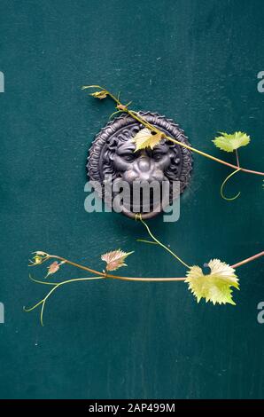 Défonce de porte en forme de lion, avec des feuilles de vigne qui s'y développent. Banque D'Images