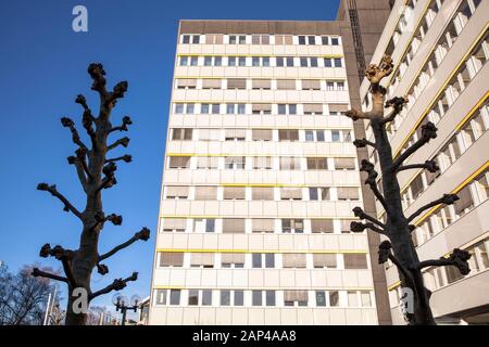 Platanes étêtés en face d'un immeuble de bureaux dans le quartier de Braunsfeld, Cologne, Allemagne. beschnittene vor einen Buerogebaeude 'Section s im Banque D'Images