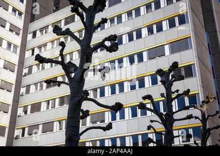 Platanes étêtés en face d'un immeuble de bureaux dans le quartier de Braunsfeld, Cologne, Allemagne. beschnittene vor einen Buerogebaeude 'Section s im Banque D'Images