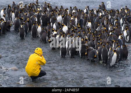 King penguins accueillent un visiteur de Sandy Bay sur l'île Macquarie, Australie Banque D'Images