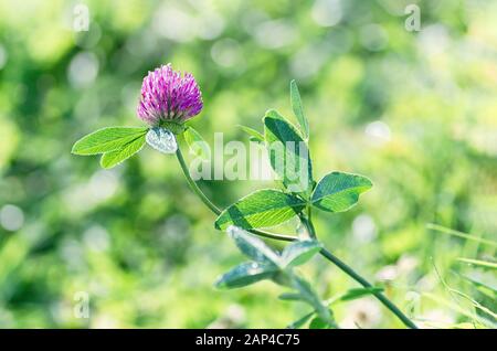 Fleur de trèfle sauvage dans le pré, les rayons du soleil sur une journée d'été macro. Jour de saint Patrick. Floral background avec soft focus. Close up. Banque D'Images