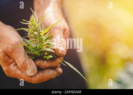 La consommation de marijuana sur le cannabis agricole pousse dans la serre des plantations en main Banque D'Images