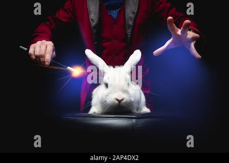 Magicien homme fait des tours avec le lapin blanc et baguette magique, éclat bleu de poussière Banque D'Images