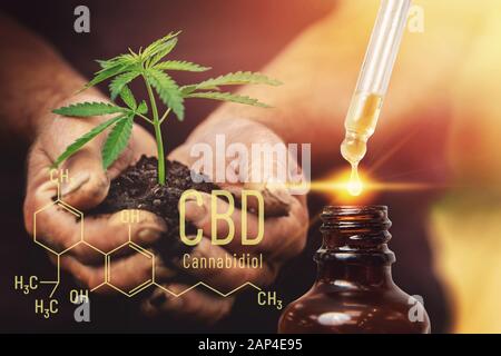 Extraits d'huile de cannabis CBD dans des bocaux d'herbes et de feuilles. Concept de marijuana médicale dans les mains fermier Banque D'Images