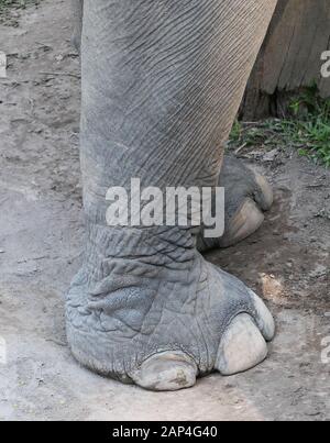 Gros plan d'un éléphant jambes Banque D'Images