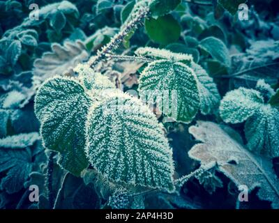 Close up du gel sur les feuilles en hiver Banque D'Images