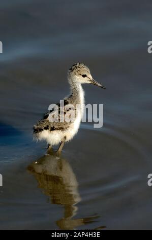 Black-Winged Stilt Himantopus himantopus, Poussin, patauger dans des eaux peu profondes du lac Etang de Vaccarès Camargue Provence France Banque D'Images