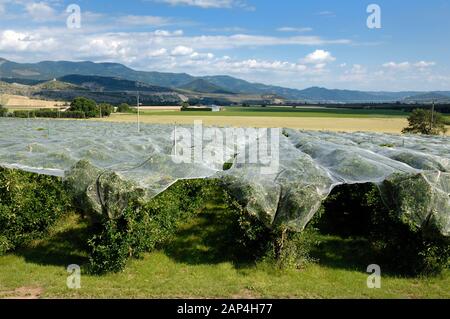 Filet de protection des cultures ou Anti-Bird couvrant les vergers de près de Sisteron dans la zone de culture fruitière de la vallée de la Durance Alpes-de-Haute-Provence France Banque D'Images